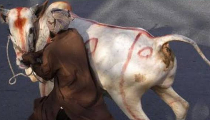 ILUSTRASI. Pencurian sapi yang meresahkan warga, dengan ternak dibawa pelaku pada malam hari. (istimewa/redaksi/estoria)